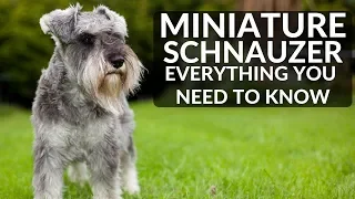 MINIATURE SCHNAUZER 101 - Everything You Need To Know About Owning A Schnauzer Puppy