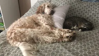 English Setter Napping With Cat