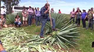 Agave Cut Demo