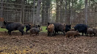 Trapping hogs a long ways from home. Harlows baseball highlight