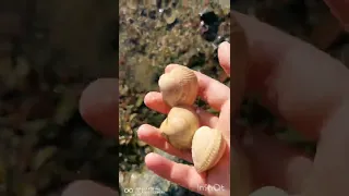 Picking cockles outside Kvenvær, Hitra, Norway