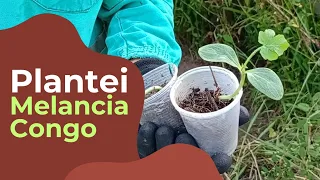 PLANTANDO MELANCIA CONGO