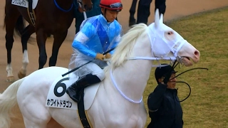 Japanese beautiful horse "White Dragon" in paddock at Kyoto Racecourse.白毛馬ホワイトドラゴンのパドック。京都競馬場、現地映像。