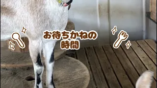 ヤギさんのお食事