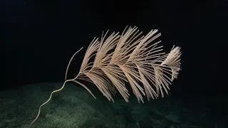 Stunning Iridigorgia Soft Corals Gracefully Feather Through the Water Column | Nautilus Live