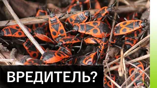 Клоп-солдатик. Вредитель или нет?