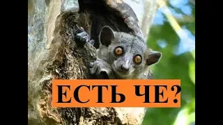 Топ-10 животных, впадающих в спячку