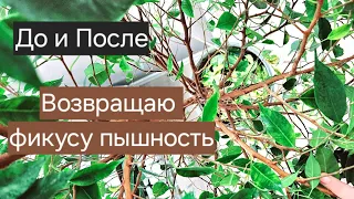 🟣🟢 ЧТО БУДЕТ если обрезать корни ФИКУСУ/ ДО и ПОСЛЕ/ ЭКСПЕРИМЕНТЫ