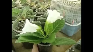 🌼Мои глоксинии. Моя квартира. 10000 глоксиний ))) ЦВЕТОЧНОЕ БЕЗУМИЕ !🌼🌱How to grow gloxinia