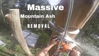 The most EPIC tree removal