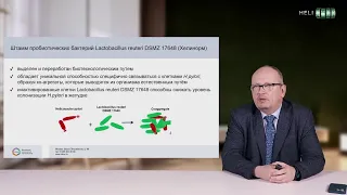 Штамм пробиотических бактерий Lactobacillus reuteri DSMZ 17648 (Хелинорм)