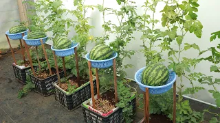 You can eat watermelon all year round if you know this unique method of growing watermelon at home