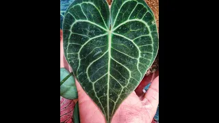 Anthurium Seed Propagation - Anthurium clarinervium seed germination