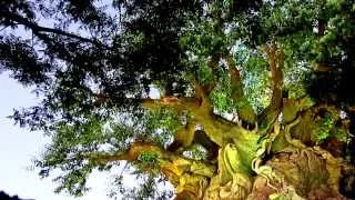 Sunset on Tree of Life Disney's Animal Kingdom Atmosphere - Ambient Relaxation ORIGINAL MIX ambience