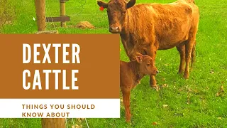 Things You Should Know About Dexter Cattle