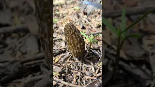 Super Squeaky Morel Mushroom (Morchella) ASMR: Tapping and Cutting While Foraging