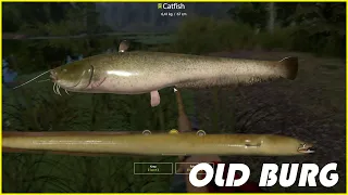 Catfish Eel Burbot & Trophy Chinese sleeper | Old Burg | Russian Fishing 4 rf4 spot #256