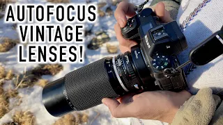 Nikon Z Owners: Autofocus with F mount or M Mount Lens, no matter how old, even MF lenses!