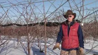 Gisela Cherry rootstocks: Greg Lang 3