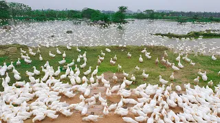 How To Raise Ducks Business On Poultry Farm