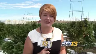 Growers weigh in on potential marijuana ban