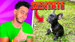 ENTRENANDO A MI PERRITO LOKI CON SOLO 3 MESES | Frenchie de HaroldArtistPlay