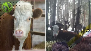 Baby Cow Escaped Slaughterhouse And Joined A Family Of Deer In A Forest