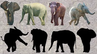 CUTE ANIMALS Elephants, African , Indian , Sri Lankan , Sumatran 귀여운 동물 코끼리, 아프리카, 인도, 스리랑카, 수마트라