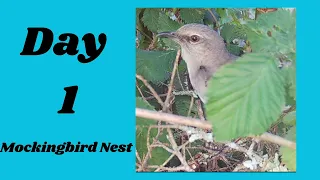 Mockingbirds Nesting in Our Garden right now!