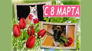 Коты и собачки поздравляют с 8 марта 🌹🌹🌹