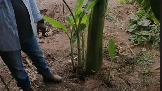 CUÁNTOS HIJOS LE PUEDO DEJAR A MI PLANTA DE PLÁTANO...