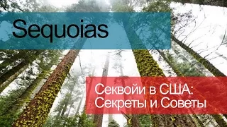 Sequoias / Секвойи / Парк Секвой в США - Секреты и Советы для Путешествия по США - Видео