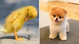 AWW CUTE BABY ANIMALS Videos Compilation cutest moment of the animals 2020   Soo Cute! #5