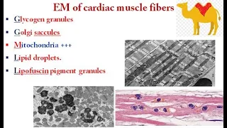 1 cardiac muscles 2021
