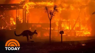 Australia Wildfires Rage On Amid Effort To Save Koalas, Kangaroos | TODAY