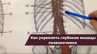 Как укреплять глубокие мышцы позвоночника