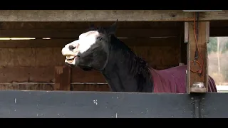 Hilarious Knock Knock Joke told by a horse