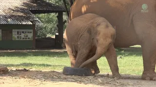 Baby Elephant Wan Mai Have A Great Time With A Tire - ElephantNews