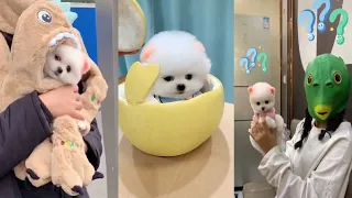 Tik Tok Chó Phốc Sóc Mini | Funny and Cute Pomeranian Videos #45