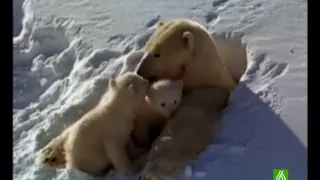 Documental. Osos polares Homenaje a las madres del mundo animal 2/17