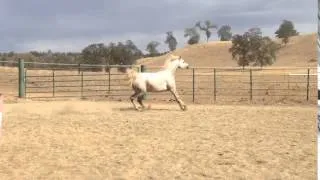 Arabian vs. Quarter Horse
