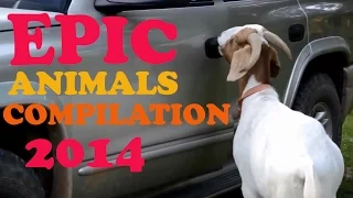 Epic Funny Animals Compilation 2014