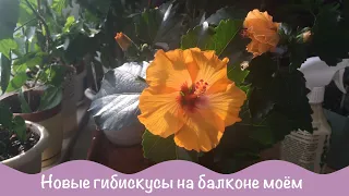 Новые растения на моем балконе. Комнатные цветы.