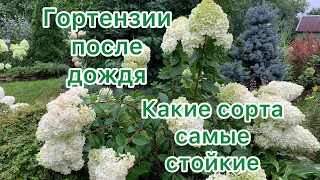 ГОРТЕНЗИИ ПОСЛЕ ДОЖДЯ. Какие сорта самые стойкие