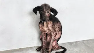 Scalded with boiling water, the mangy dog continuous wait for his owner in agony