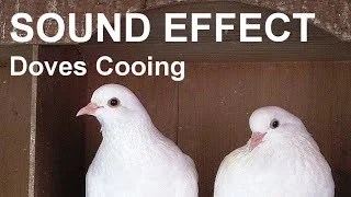 Dove Pictures and Sounds