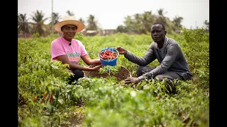 Ghana's Hottest Chilli Pepper ||Story Of Farmer Using Cow Dung As Manure To Enrich The Soil