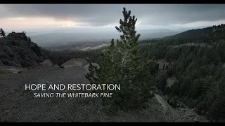 Hope and Restoration: Saving the Whitebark Pine