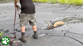 Compassionate Men Rescues Buck Stuck In Mud