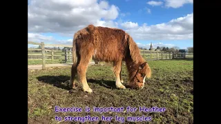 Heather the Carneddau Pony